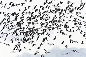 Lapwings: Lapwing