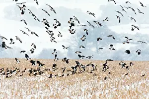 Stubble: Lapwing