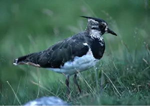 Lapwing: LAPWING