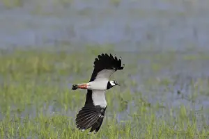 Lapwing: Lapwing - adult bird in flight - Germany