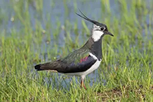 Lapwing: Lapwing - adult male - Germany