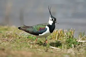 Lapwings: Lapwing adult walking along grass on waters edge