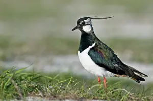 Lapwings: Lapwing - Alert posture
