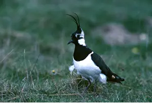 Elizabeth Bomford: LAPWING - and chick