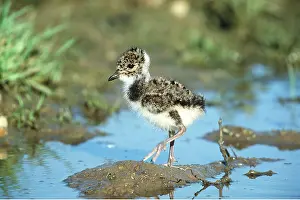 Lapwing: LAPWING CHICK - on mud in water