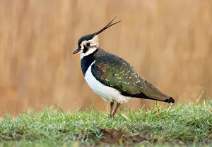 Verge: Lapwing - on dew covered grassy verge