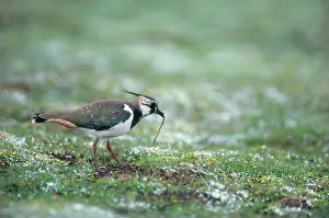 Earthworms: Lapwing - with earthworm