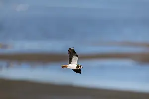 Lapwing: Lapwing - Flight - UK