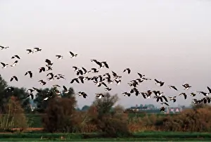 Chris Knights: LAPWING FLOCK - flock in flight