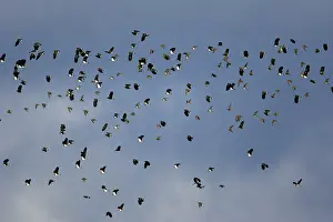 Apricaria: Lapwing - and Golden Plover (Pluvialis apricaria)