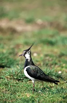 Lapwing: LAPWING - on grass