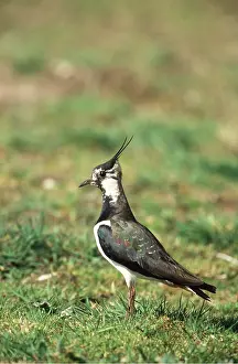 Lapwing: LAPWING - in grass