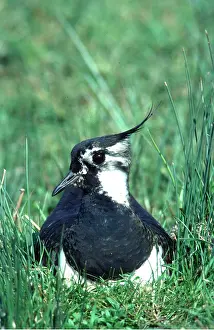 Elizabeth Bomford: LAPWING - incubating eggs, water meadow