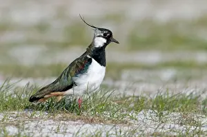 Machair: Lapwing - on machair