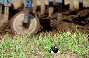 Ploughed: Lapwing - Nesting in field about to be ploughed