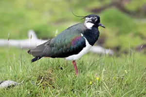 Lapwings: Lapwing / Peewit