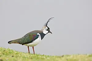 Lapwings: Lapwing / Peewit / Green Plover