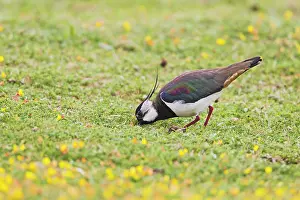Peewits: Lapwing / Peewit / Green Plover - feeding in meadow