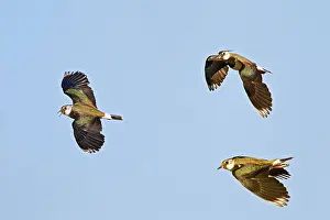 Peewits: Lapwing / Peewit / Green Plover - in flight