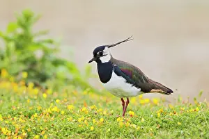 Peewits: Lapwing / Peewit / Green Plover - near nest in meadow
