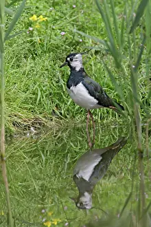 Peewits: Lapwing / Peewit / Green plover - in pool showing reflection