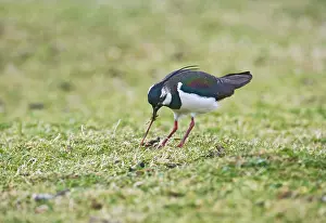 Pulling: Lapwing / Peewit / Green Plover - pulling worm