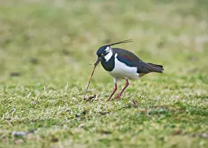 Pulling: Lapwing / Peewit / Green Plover - Pulling worm