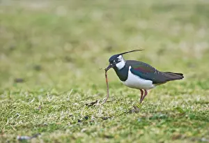 Pulling: Lapwing / Peewit / Green Plover - Pulling worm