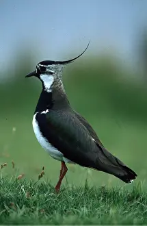 Lapwing: LAPWING - portrait