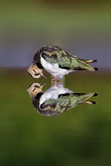 Roy Glen: Lapwing with reflection