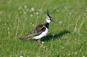 Lapwings: Lapwing - in short turf