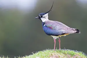 Lapwings: Lapwing - single adult standing on grassy mound