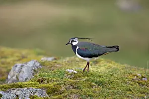 Lapwing: Lapwing - spring