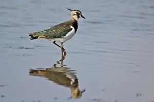 Lapwings: Lapwing - standing in shallow water with reflection