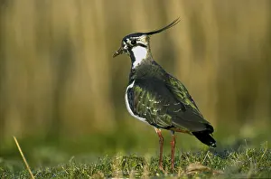 Lapwing: Lapwing (Vanellus vanellus)