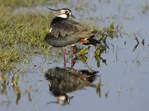 Lapwing: Lapwing (Vanellus vanellus) preening in wetland