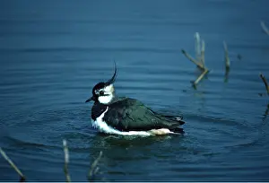 Nancy Jennings: LAPWING - on water