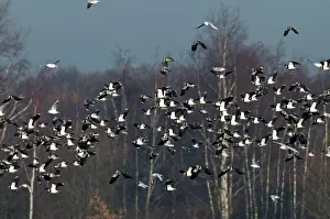 Lapwings: Lapwings - flock in flight