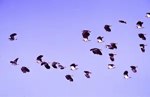 Lapwing: LAPWINGS - flock in flight