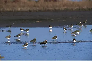 Chris Knights: LAPWINGS - in shallow water