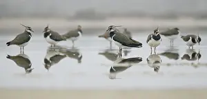 Pyrenees: Lapwings ( Vanellus vanellus) resting on a pond