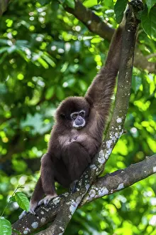 Gibbon: Lar / White Handed Gibbon. in tree - Indonesia
