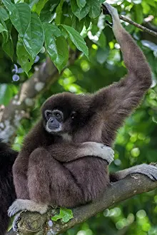 Gibbon: Lar / White Handed Gibbon. in tree - Indonesia
