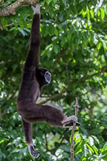 Gibbon: Lar / White Handed Gibbon. in tree - Indonesia