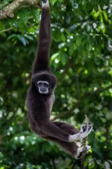 Gibbon: Lar / White Handed Gibbon. in tree - Indonesia