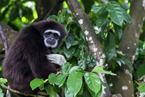 Gibbon: Lar / White Handed Gibbon. in tree - Indonesia