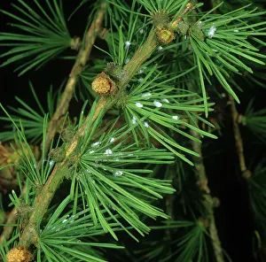 Waxy: Larch adelgids