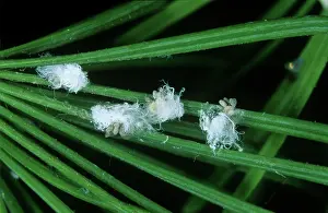 Pests: Larch adelgids