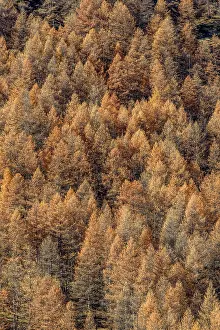 Decidua: Larch in autumn, Valley Averole, above Bessans
