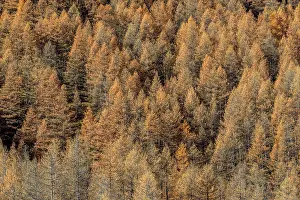 Decidua: Larch in autumn, Valley Averole, above Bessans